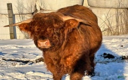 Mixed Breed dogs for sale: Abercrombie - Image 3