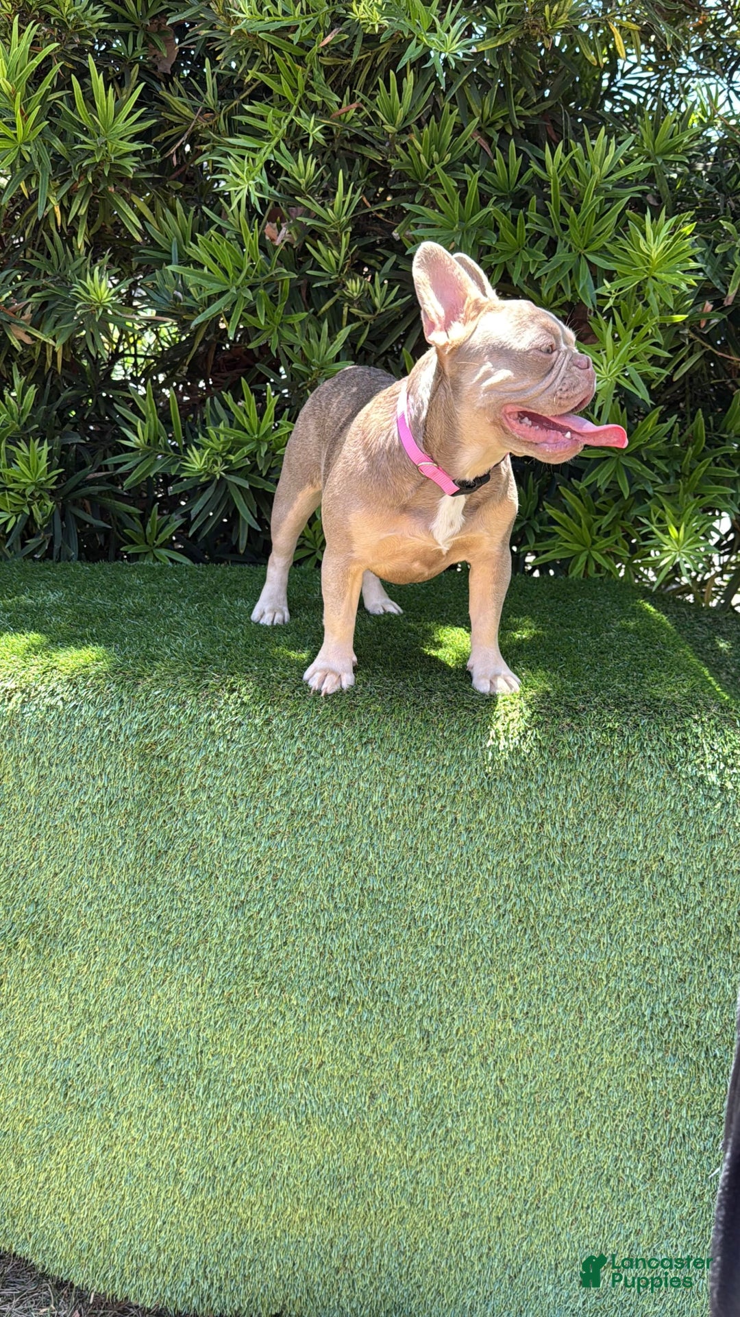 French Bulldog dogs for sale: Susu - Image 6