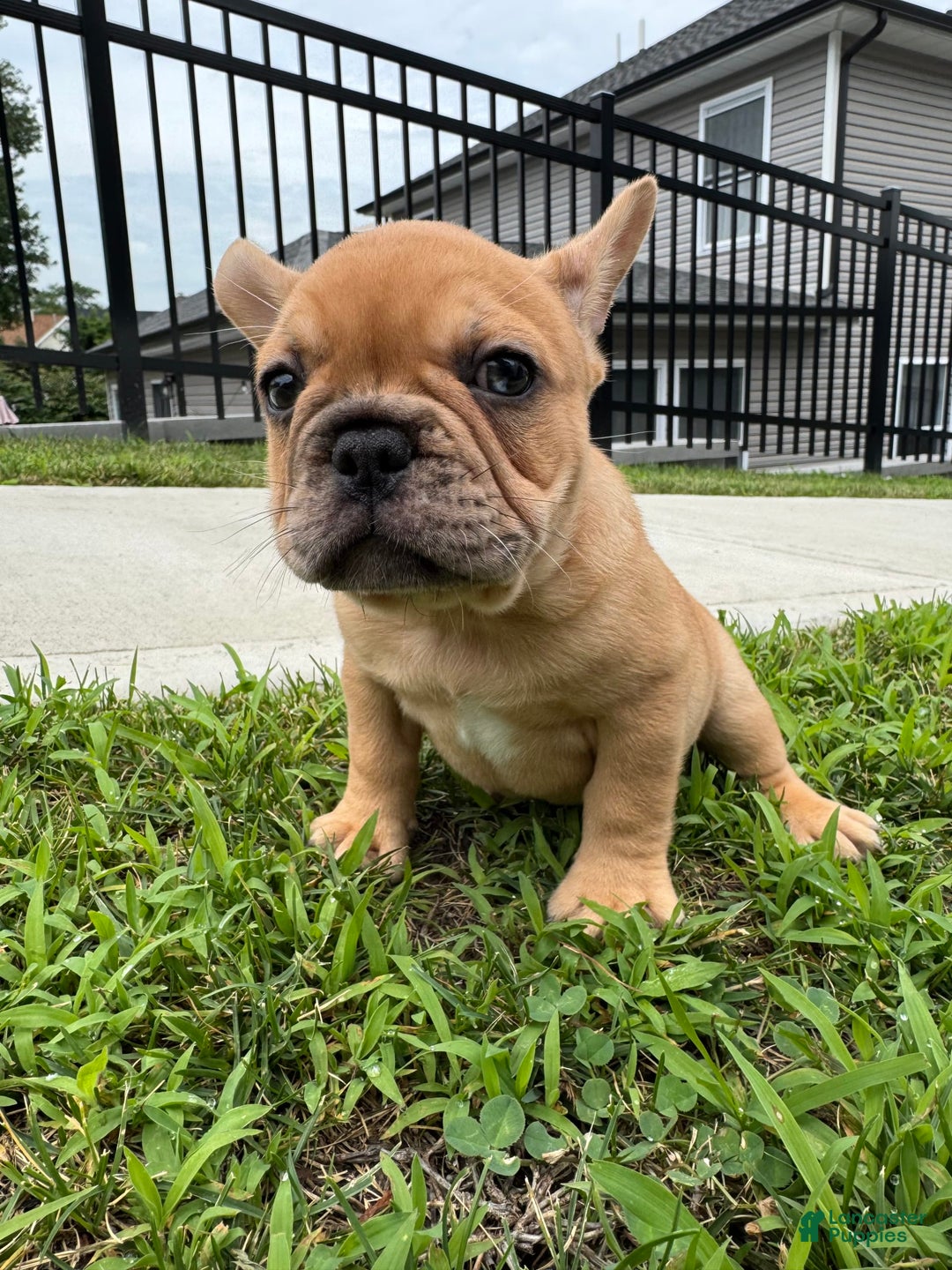 French Bulldog dogs for sale: Simba - Image 3