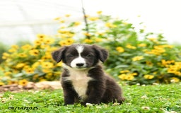 Border Collie dogs for sale: Shirley - Image 1