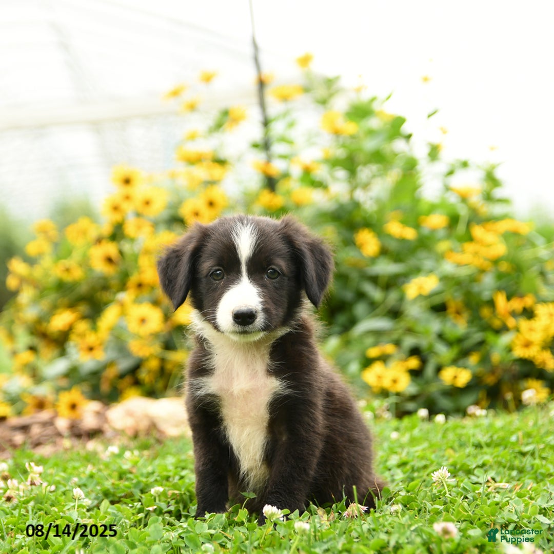 Border Collie dogs for sale: Shirley - Image 1