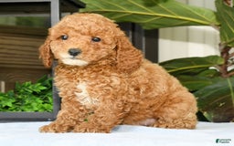 Mini Goldendoodle dogs for sale: Vance - Image 13