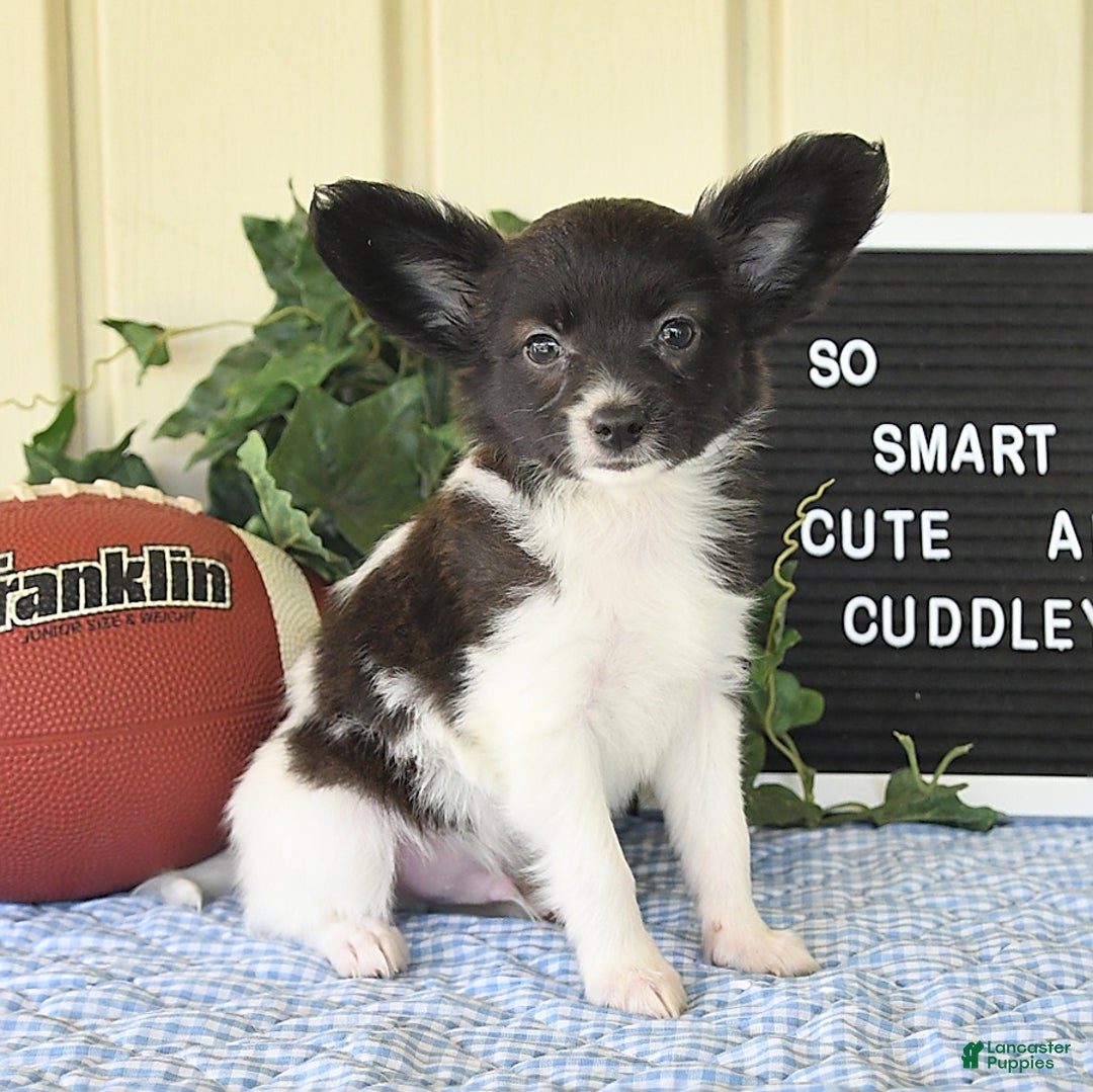Papillon dogs for sale: Mitch - Image 1
