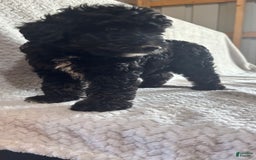Mini Aussiedoodle dogs for sale: Hugo - Image 3