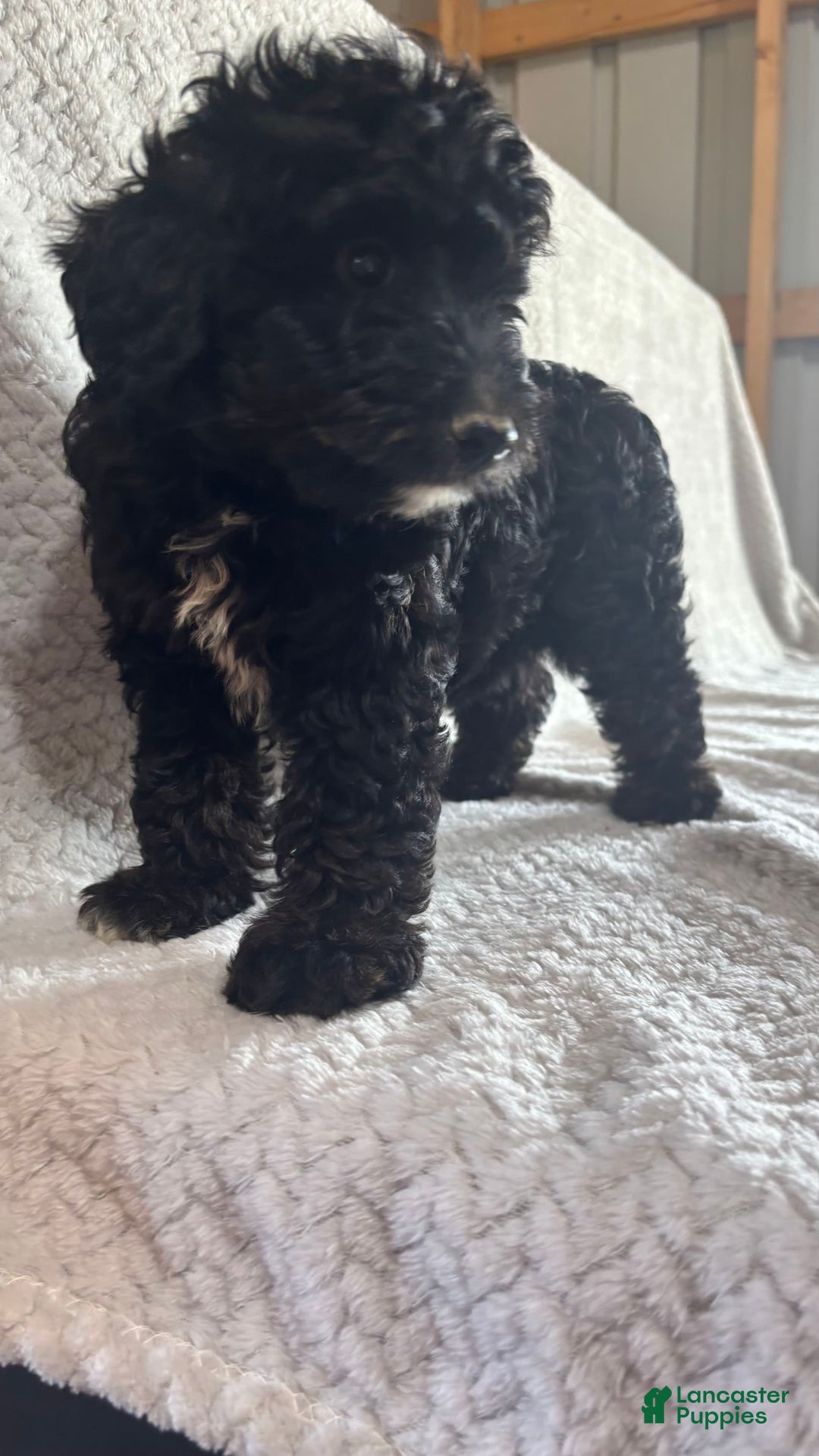 Mini Aussiedoodle dogs for sale: Hugo - Image 3
