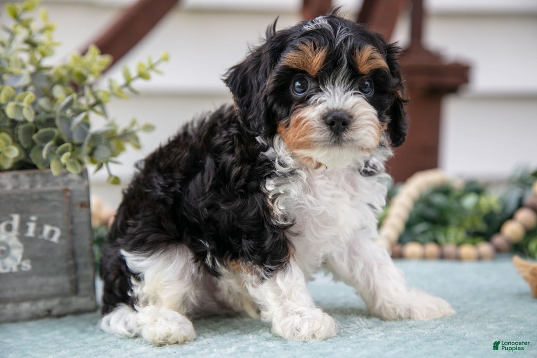 Cavapoo dogs for sale: Cavapoo 5 puppies - Image 2