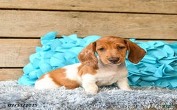 Dachshund dogs for sale: Pumpkin - Image 4