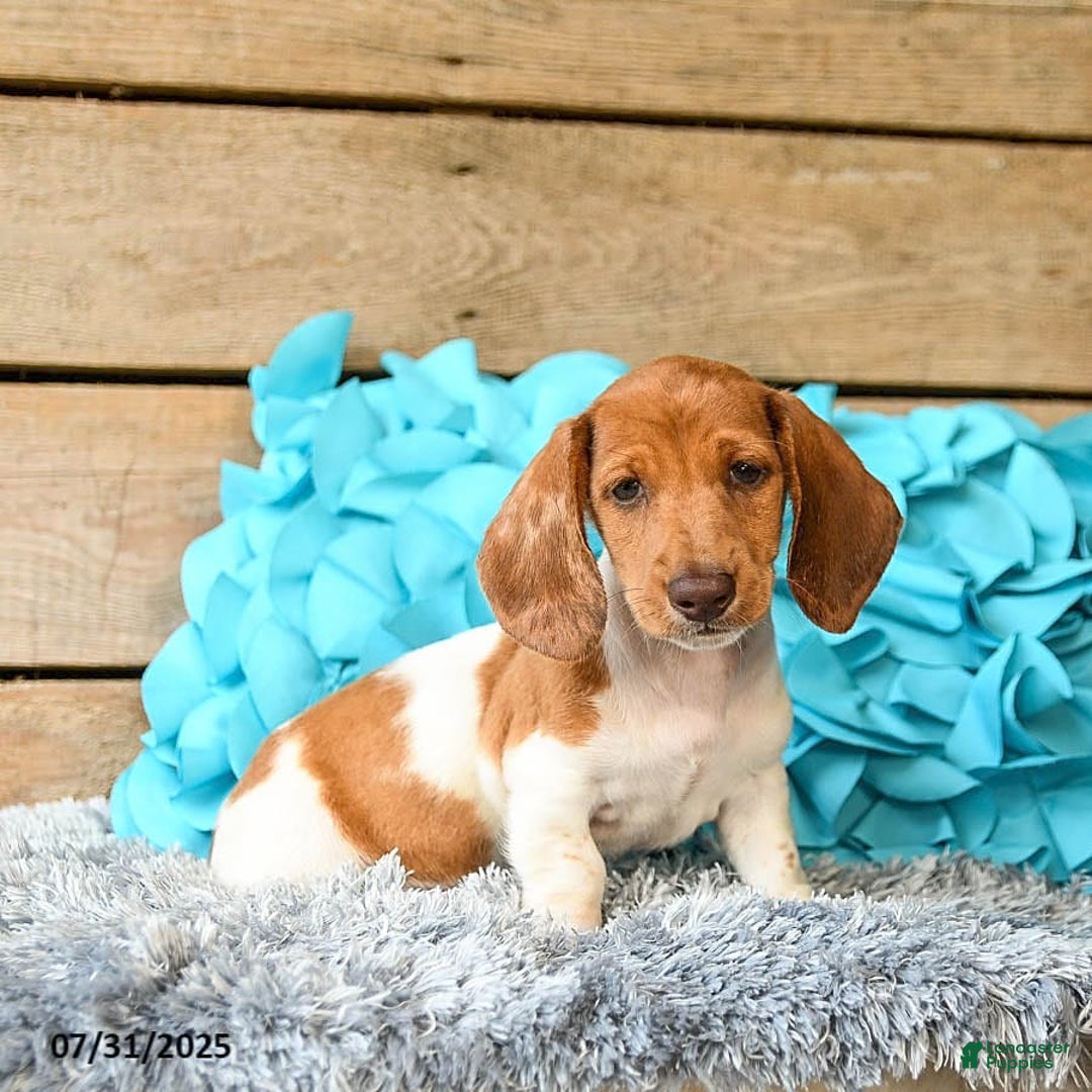 Dachshund dogs for sale: Pumpkin - Image 4