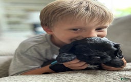 Cavapoo dogs for sale: Smokey - Image 2