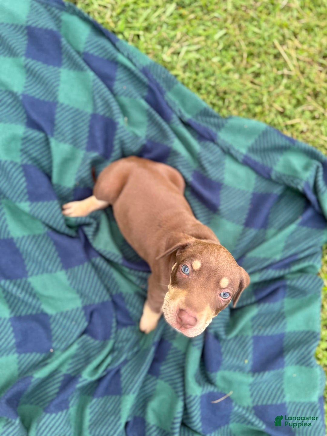 Catahoula Leopard Dog dogs for sale: Hunter Green - Image 1