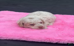 Mini Goldendoodle dogs for sale: Cooper - Image 12