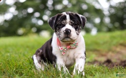 Beabull dogs for sale: Carrie - Image 3