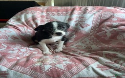 Boston Terrier dogs for sale: Marie - Image 7