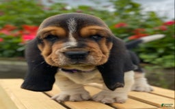 Basset Hound dogs for sale: Sadie - Image 19