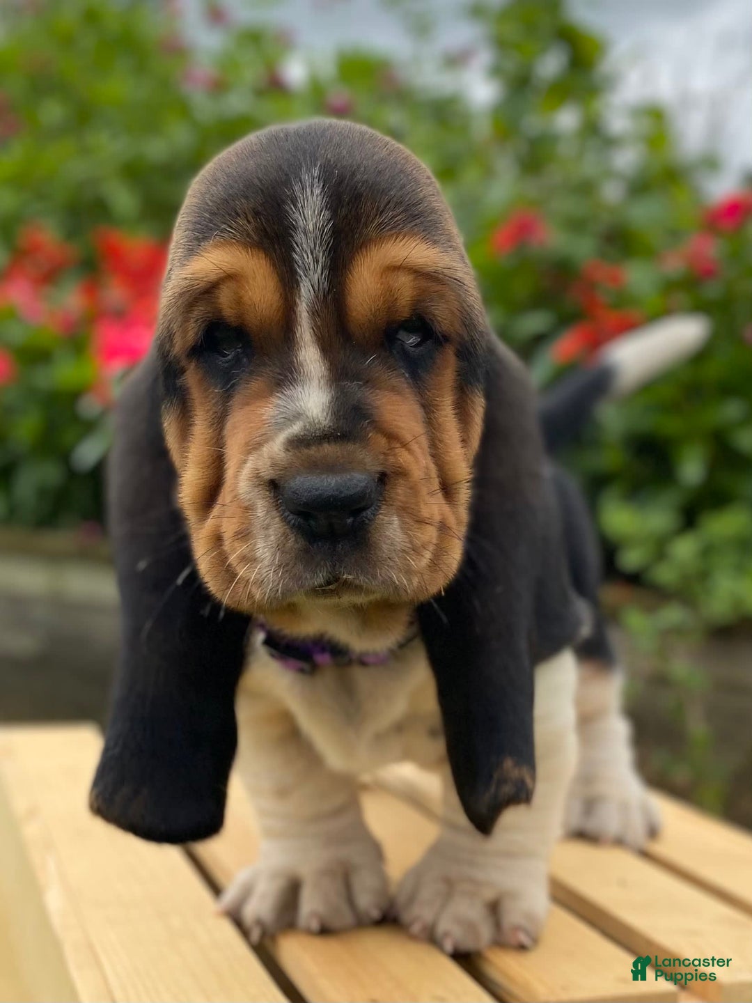 Basset Hound dogs for sale: Sadie - Image 19