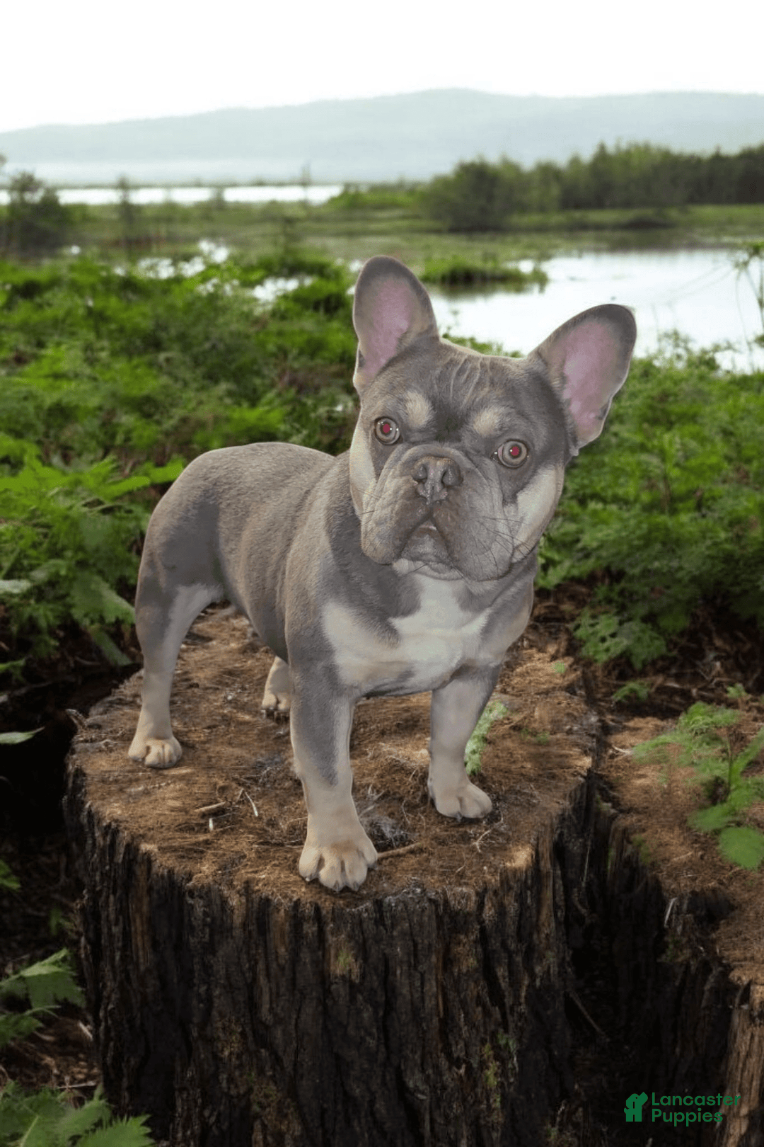 French Bulldog dogs for sale: Rolex - Image 14