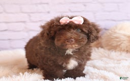 Cockapoo dogs for sale: Barb - Image 21