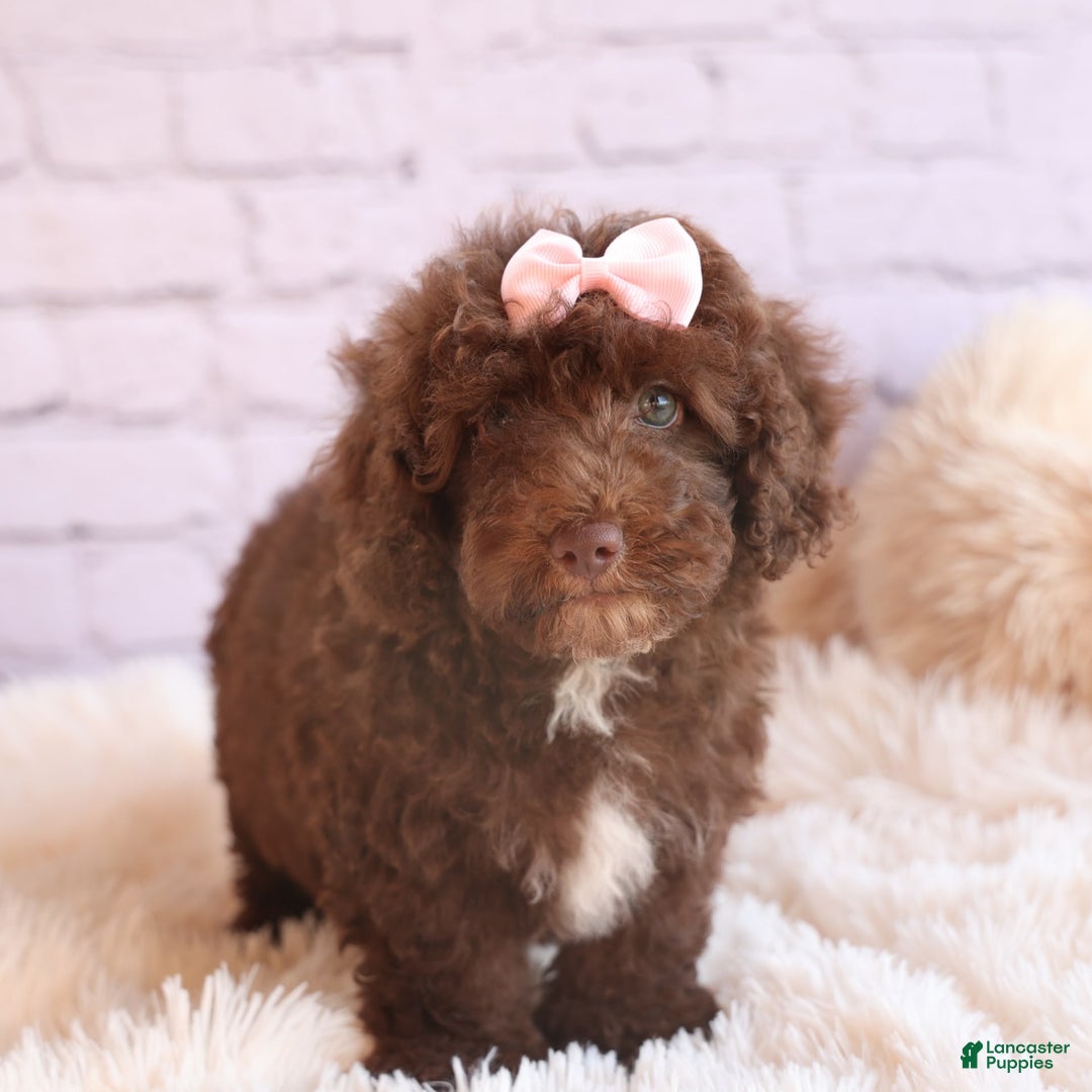 Cockapoo dogs for sale: Barb - Image 21