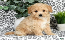 Bichpoo dogs for sale: Nora - Image 6