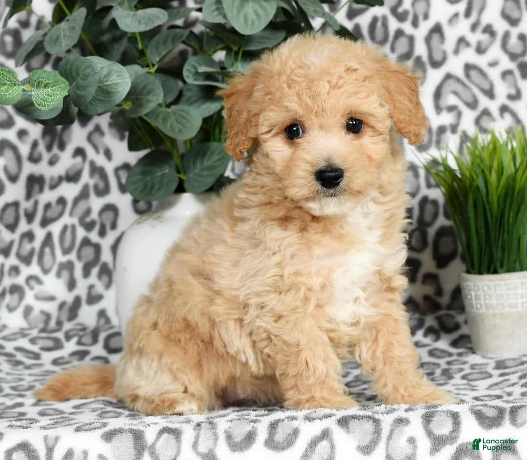 Bichpoo dogs for sale: Nora - Image 6