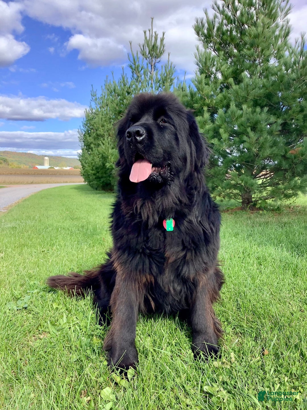 Newfoundland dogs for sale: Dawson - Image 12