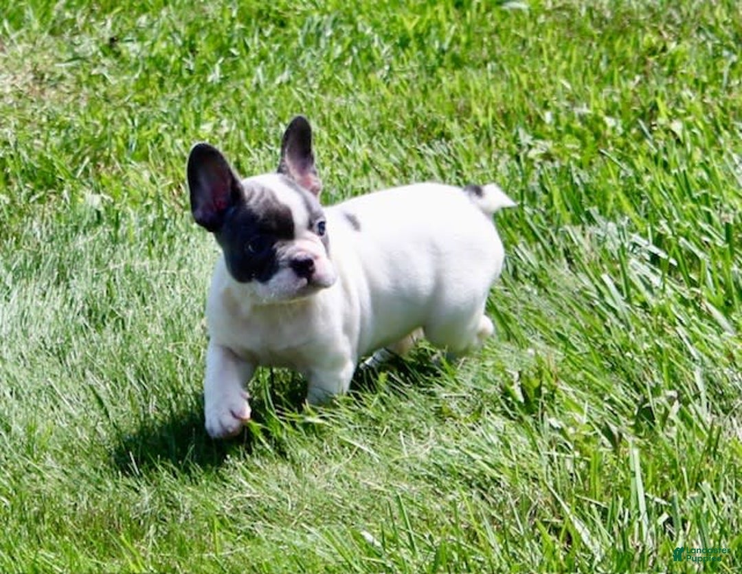 French Bulldog dogs for sale: Tina - Image 5