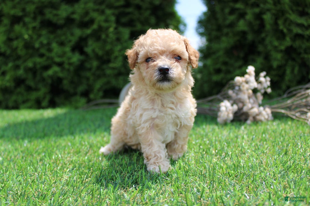 Toy Poodle dogs for sale: Cosmo - Image 4