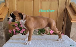 Boxer dogs for sale: Heather - Image 2