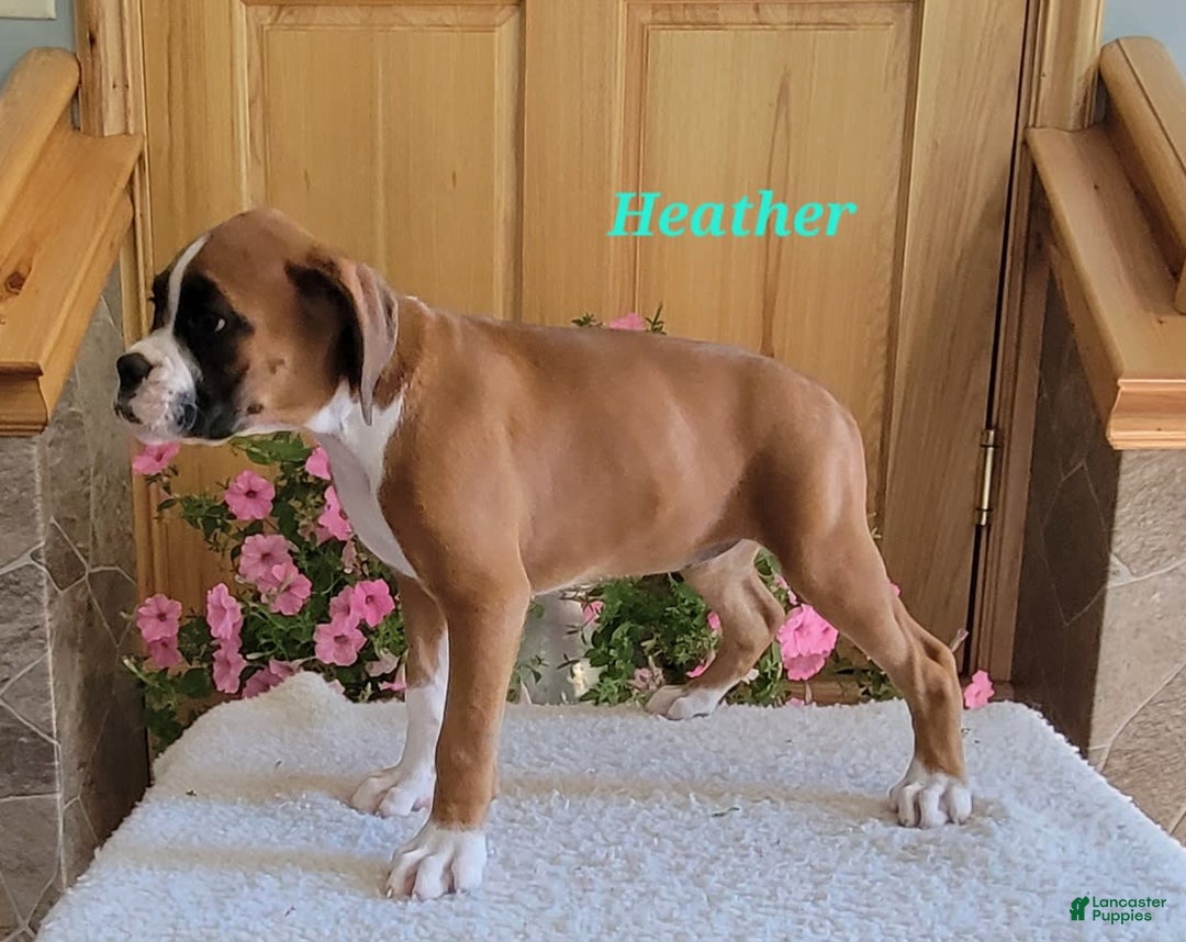 Boxer dogs for sale: Heather - Image 2