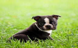 Boston Terrier dogs for sale: Don - Image 8