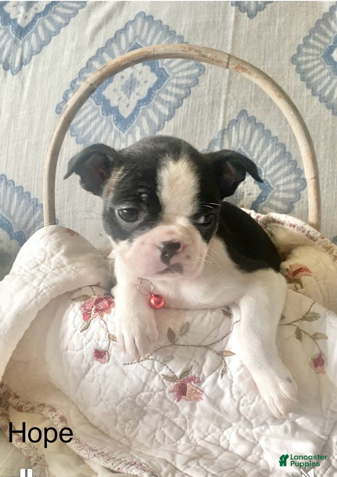 Boston Terrier dogs for sale: Hope - Image 4