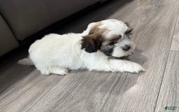 Shih Tzu dogs for sale: Dona - Image 1