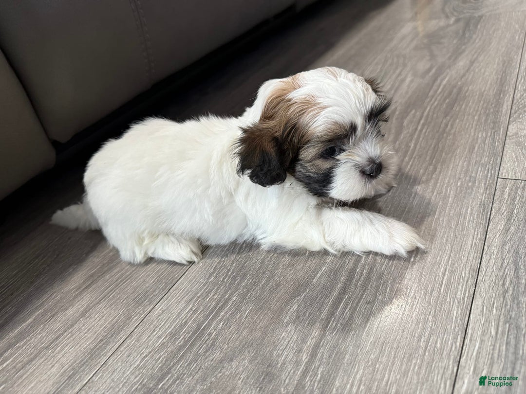 Shih Tzu dogs for sale: Dona - Image 1