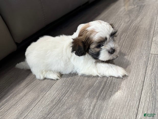 Shih Tzu dogs for sale - Ad 2