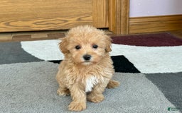 Maltipoo dogs for sale: Honey - Image 8