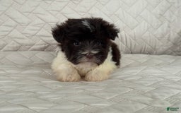Miniature Schnauzer dogs for sale: Fancy Female 2 Akc Liver Parti - Image 6