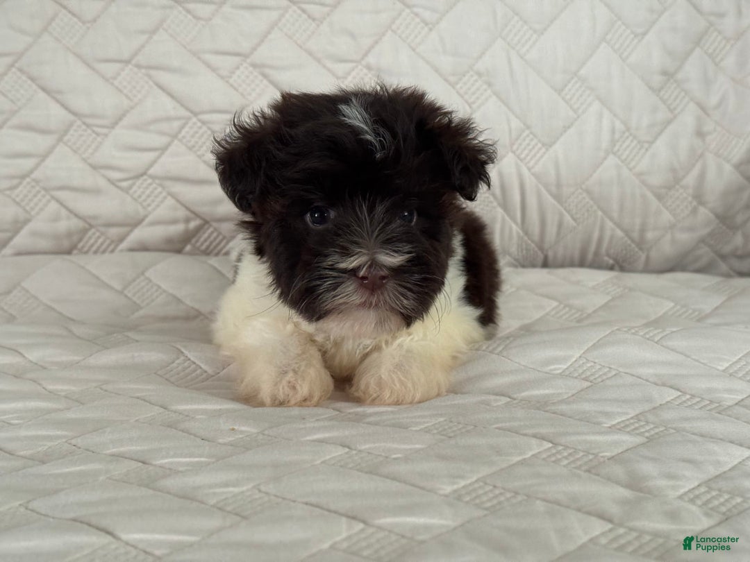 Miniature Schnauzer dogs for sale: Fancy Female 2 Akc Liver Parti - Image 6