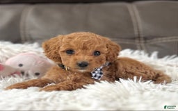 Mini Goldendoodle dogs for sale: Minnie Mini F1b - Image 6