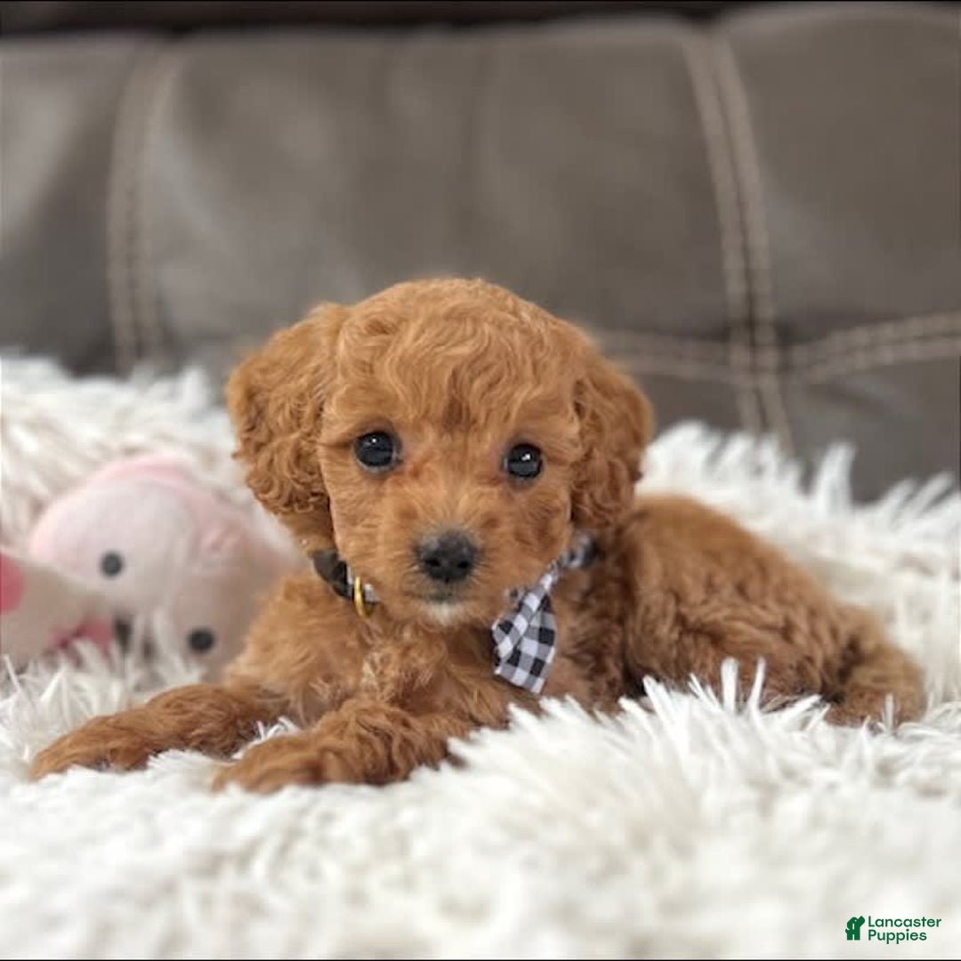 Mini Goldendoodle dogs for sale: Minnie Mini F1b - Image 6