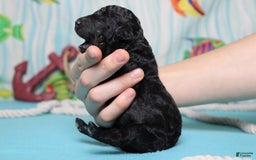 Mini Bernedoodle dogs for sale: Peter - Image 6