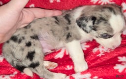 Chihuahua dogs for sale: Merle Boy 2 Blue eyes - Image 1