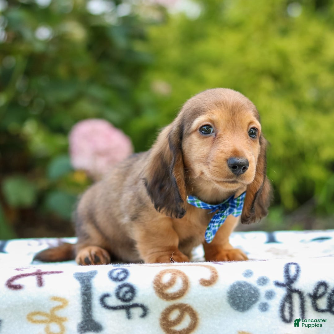 Miniature Dachshund dogs for sale: Rusty - Image 2