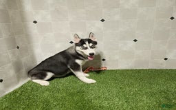 Siberian Husky dogs for sale: Lannie - Image 2
