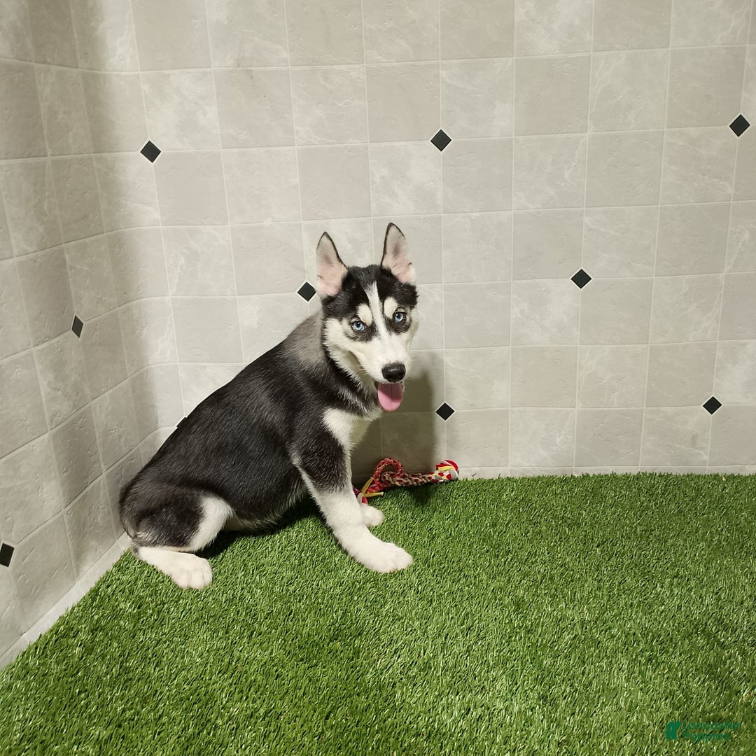 Siberian Husky dogs for sale: Lannie - Image 2