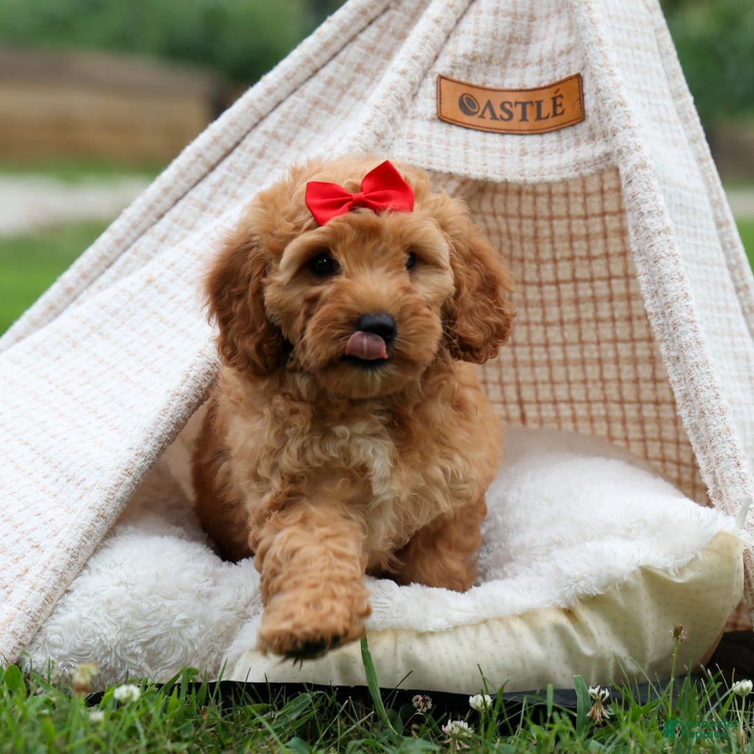 Goldendoodle dogs for sale: Brooklyn - Image 8
