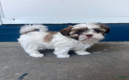 Shih Tzu dogs for sale: Rosie - Image 1