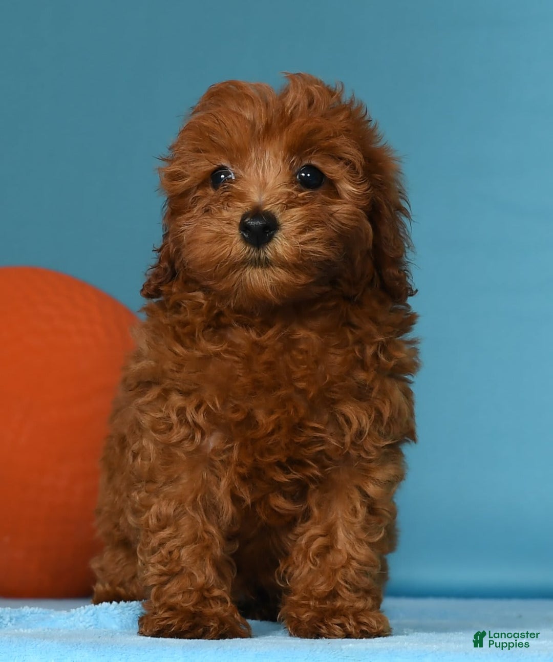 Miniature Poodle dogs for sale: Monty - Image 8