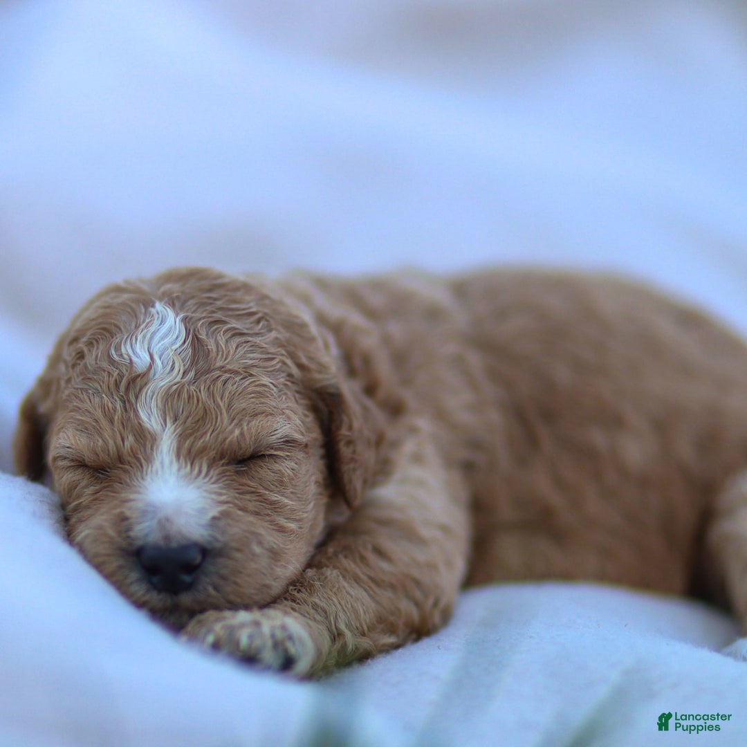 Goldendoodle dogs for sale: Ocean - Image 9