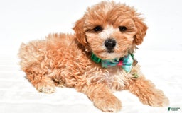 Maltipoo dogs for sale: Deon - Image 2
