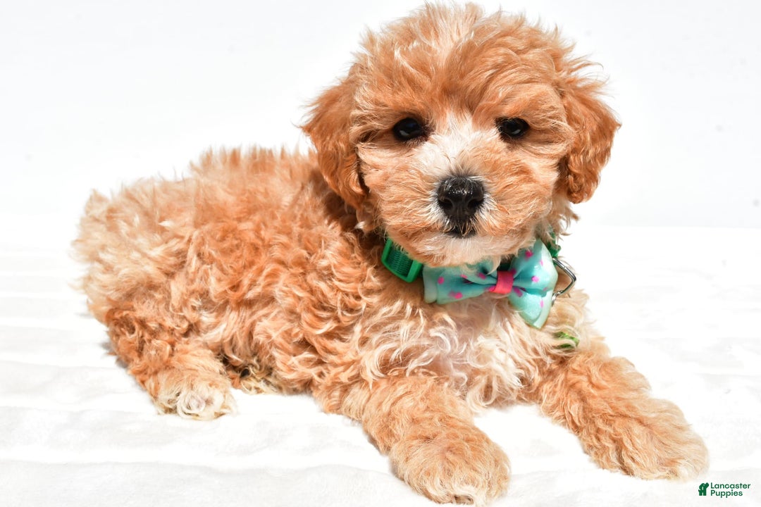 Maltipoo dogs for sale: Deon - Image 2